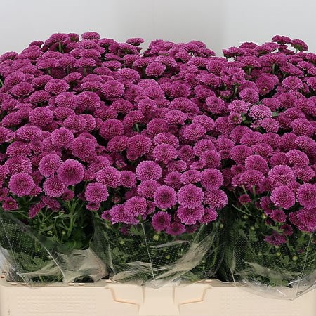 Chrysant San. Masai