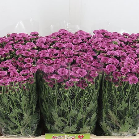 Chrysant San. Masai