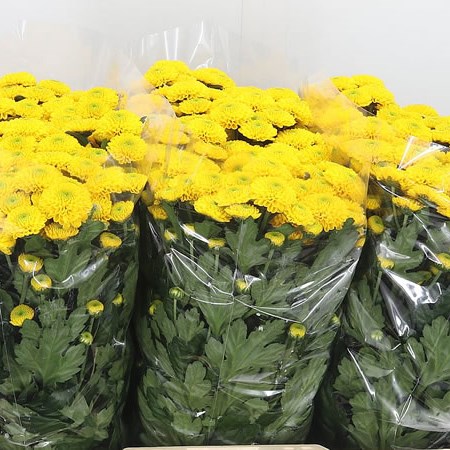 Chrysant San. Maverick Sunny