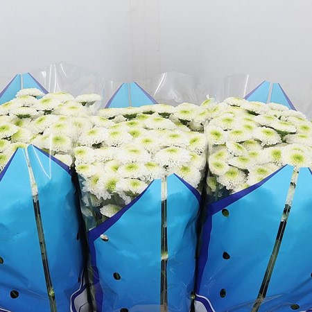 Chrysant San. Maverick White