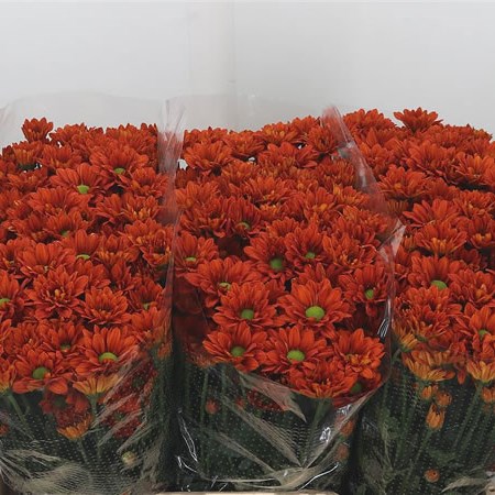 Chrysant San. Melissa