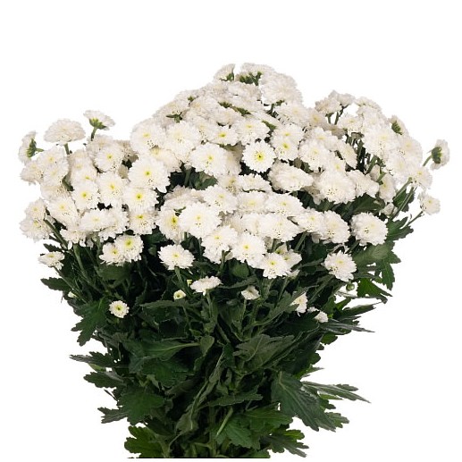Chrysant San. Miller White