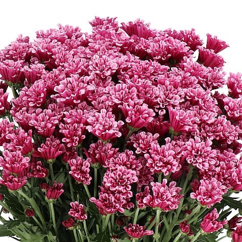 Chrysant San. Miri