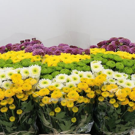 Chrysant San. Pompon Mix
