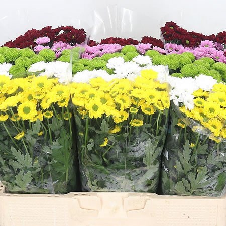 Chrysant San. Mix