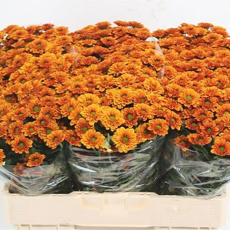 Chrysant San. Monika