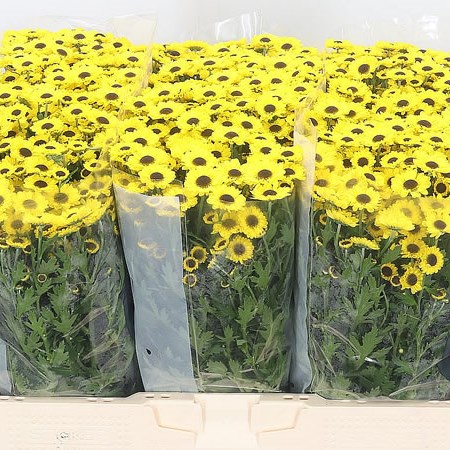 Chrysant San. Okidoki Yellow