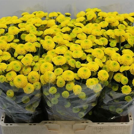 Chrysant San. Paintball Sunny