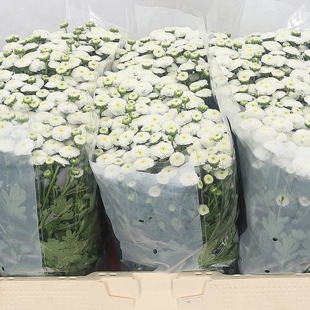 Chrysant San. Pizarro White