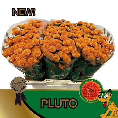 Chrysant San. Pluto