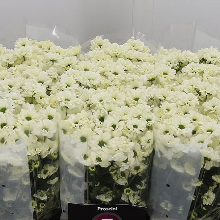 Chrysant San. Proscini (Prosecco)