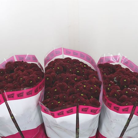 Chrysant San. Purpetta Red