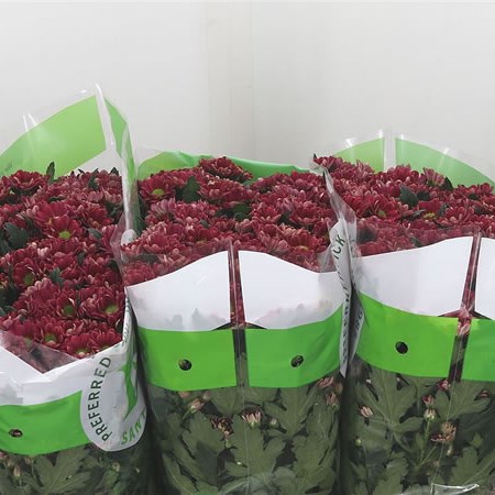 Chrysant San. Rossi Cherry