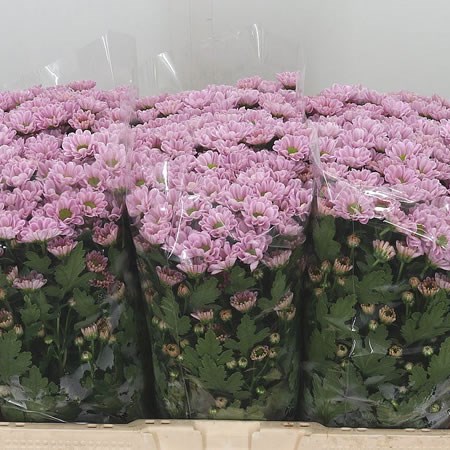 Chrysant San. Rossi Pink