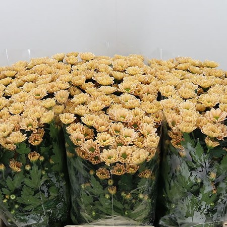 Chrysant San. Rossi Salmon