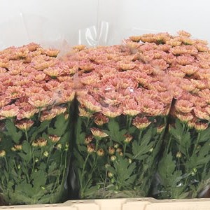 Chrysant San. Rossi Smokey