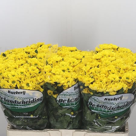 Chrysant San. Rossi Sunny