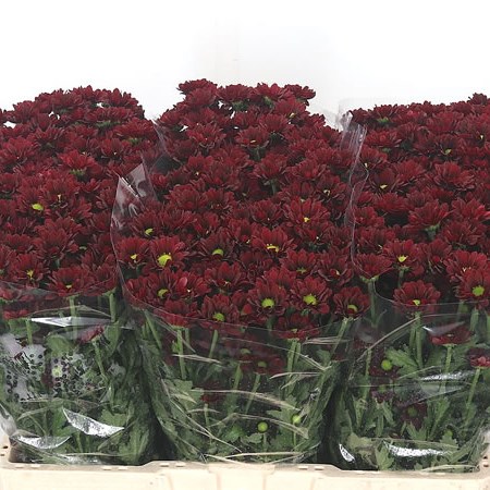 Chrysant San. Santesse