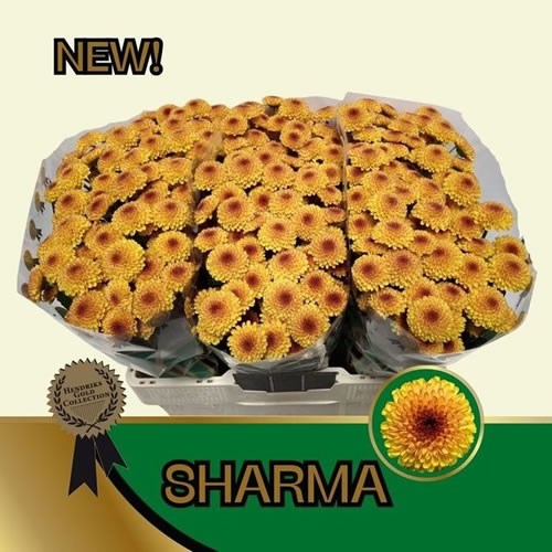 Chrysant San. Sharma