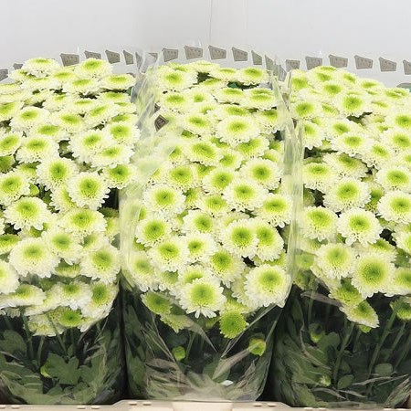 Chrysant San. Solange