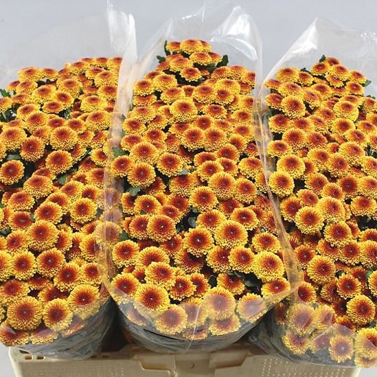 Chrysant San. Tammy