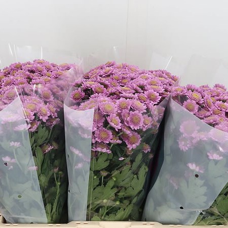 Chrysant San. Trixie