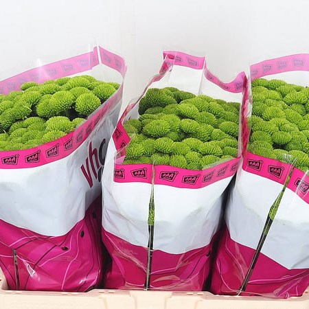 Chrysant San. Whatsapp