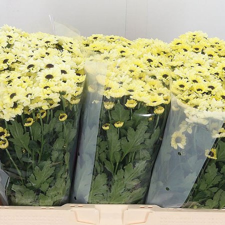 Chrysant San. Yin Yang Cream