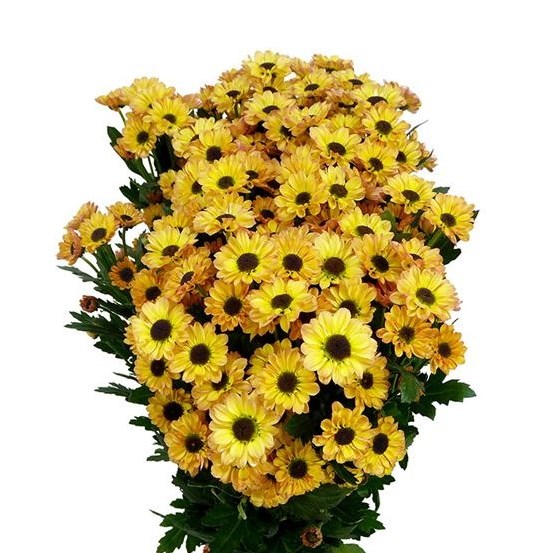 Chrysant San. Yin Yang Golden