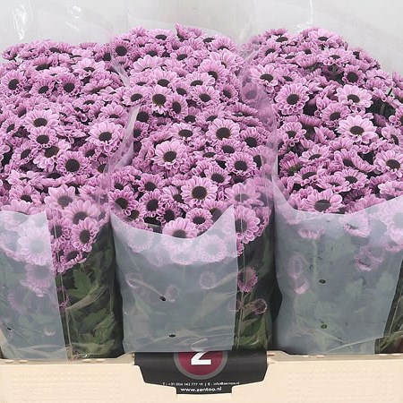 Chrysant San. Yin Yang Pink