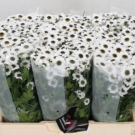 Chrysant San. Yin Yang White