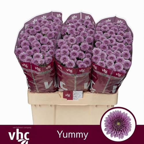 Chrysant San. Yummy