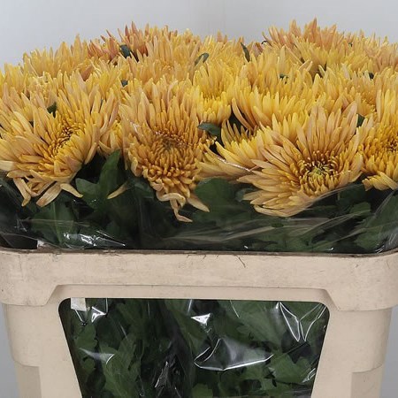 Chrysant Sgl. Anastasia Bronze
