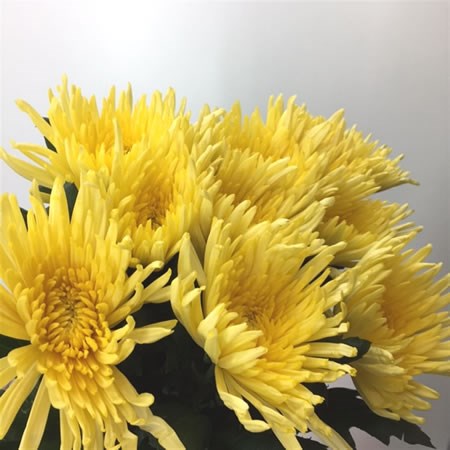 Chrysant Sgl. Anastasia Sunny