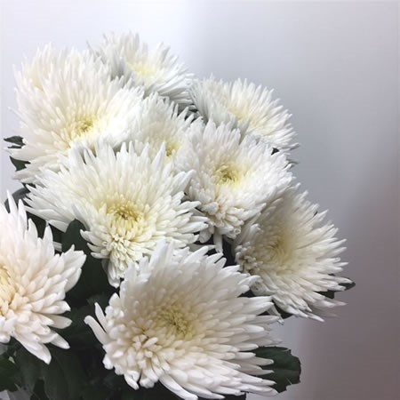 Anastasia White Chrysanthemum Bouquet