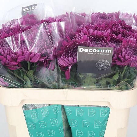 Chrysant Sgl. Andrea