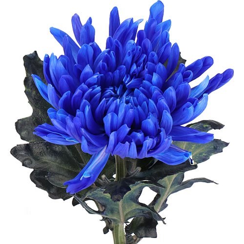 Chrysant Sgl. Antonov Dyed Dark Blue