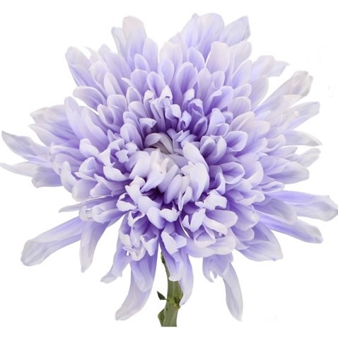 Chrysant Sgl. Antonov Dyed Soft Lilac