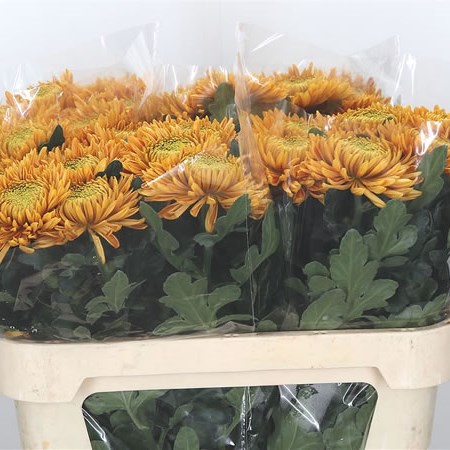 Chrysant Sgl. Armgard Bronze