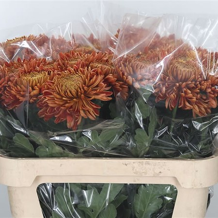 Chrysant Sgl. Armgard Red