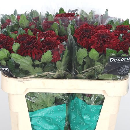 Chrysant Sgl. Barca Red