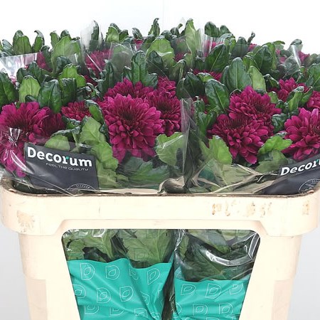 Chrysant Sgl. Barca Splendid