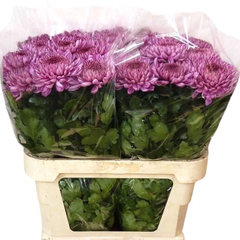 Chrysant Sgl. Baveno Dark