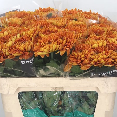 Chrysant Sgl. Bellavista