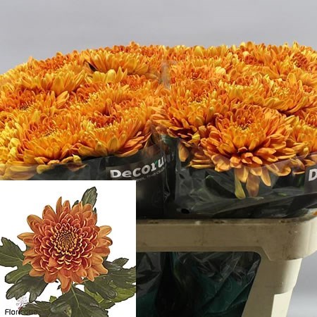 Chrysant Sgl. Bellavista