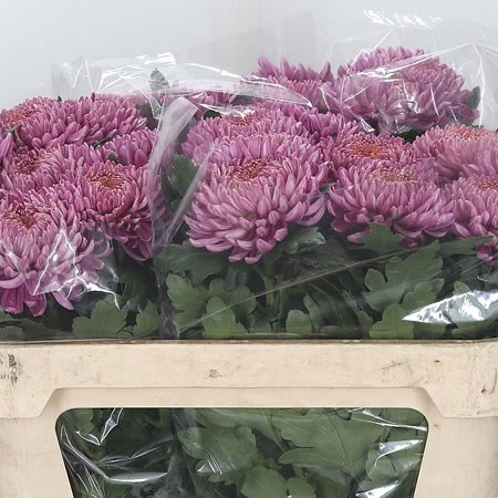 Chrysant Sgl. Bigoudi Pink
