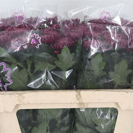 Chrysant Sgl. Bigoudi Purple