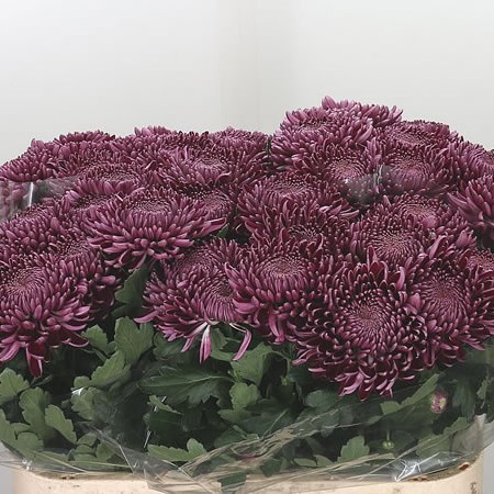 Chrysant Sgl. Bigoudi Purple