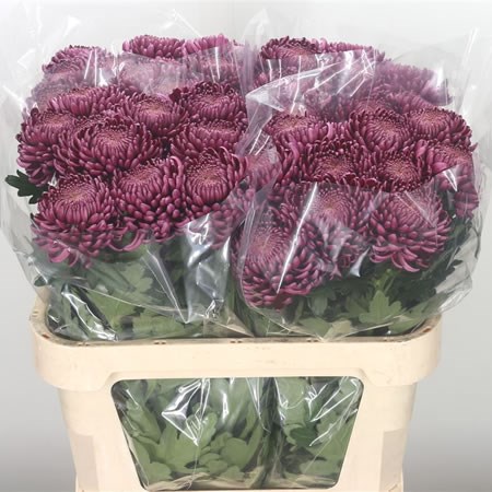 Chrysant Sgl. Bislet
