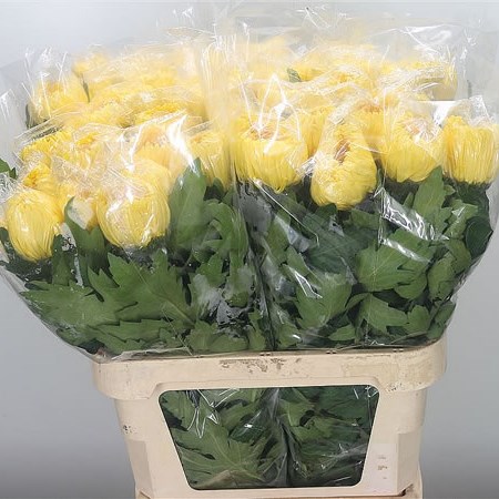 Chrysant Sgl. Bislet Yellow
